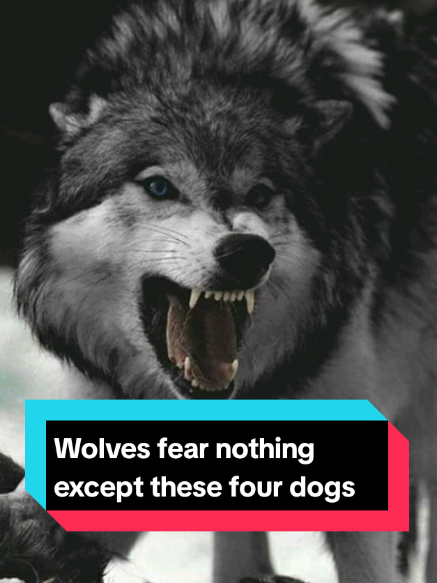 @The pet post