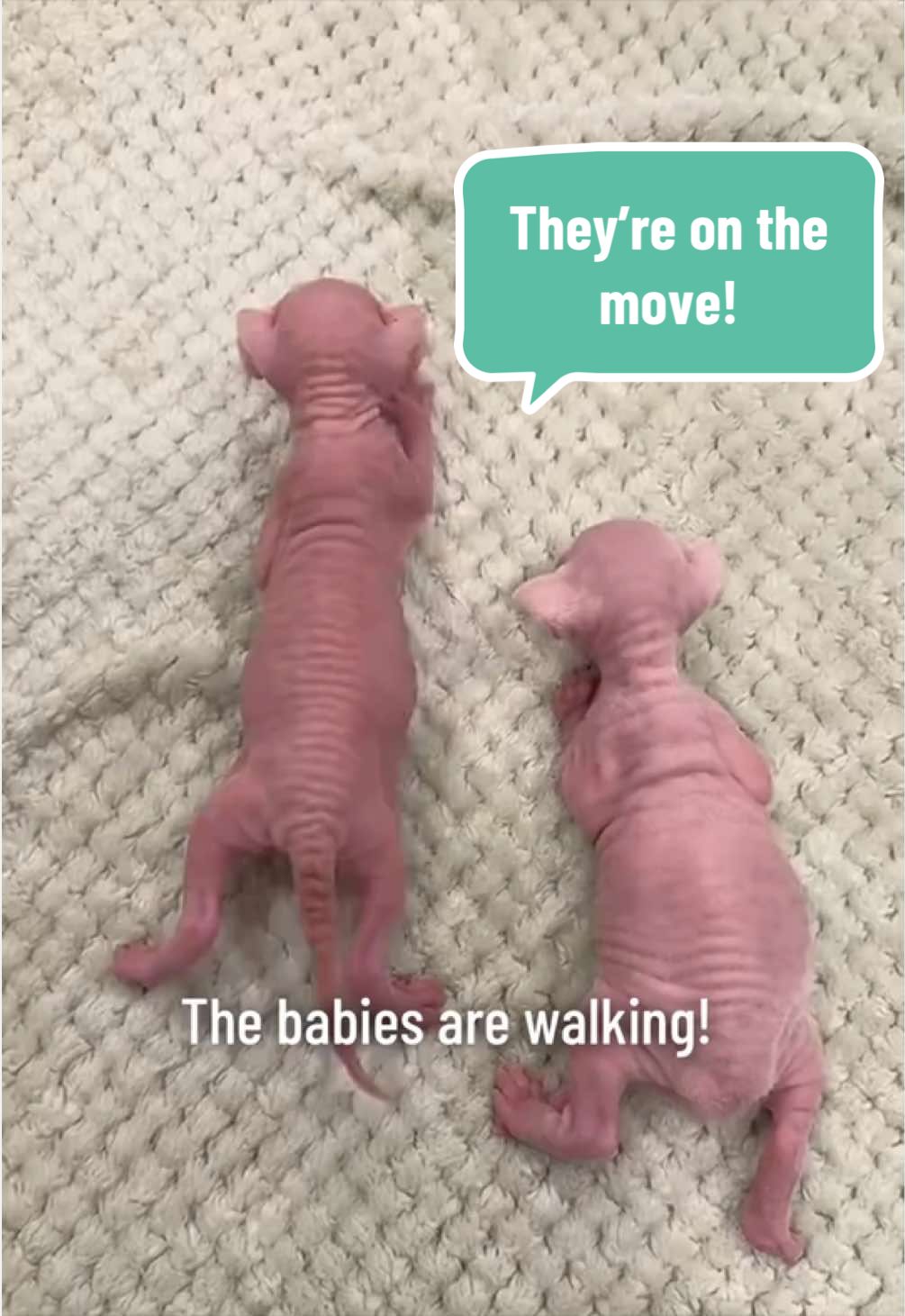@Boba&rsquo;s Buds Minskin Cats
