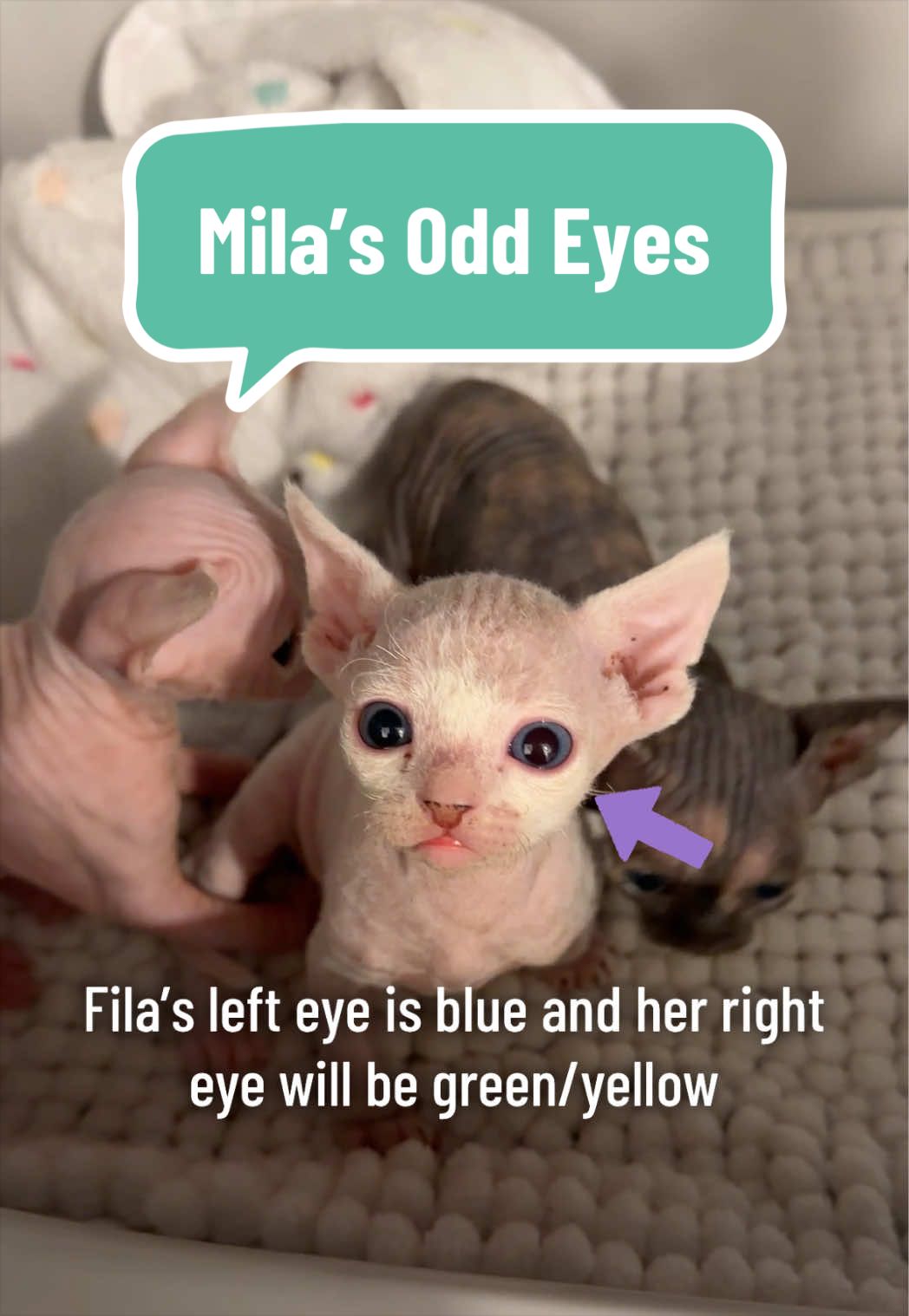 @Boba’s Buds Minskin Cats