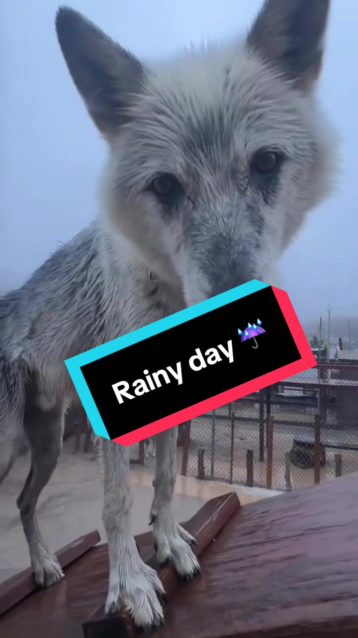 @ApexWolves