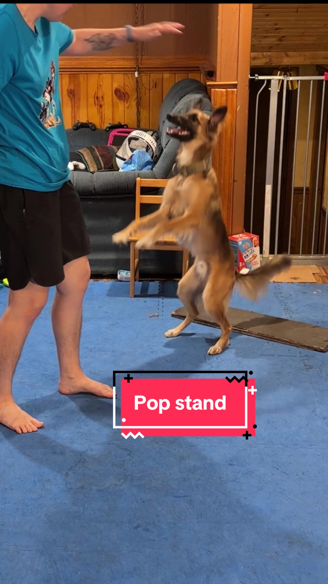 @Laura Waudby - Dog Sports