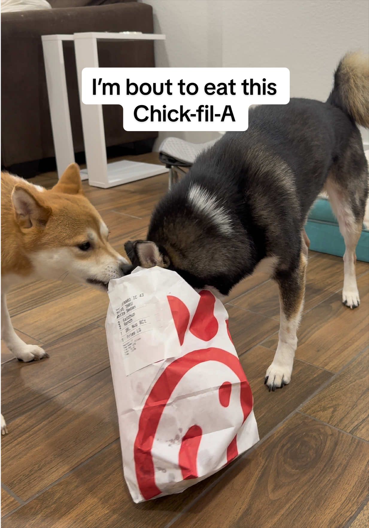 @Flock of Shibas 🐕🐕🐕