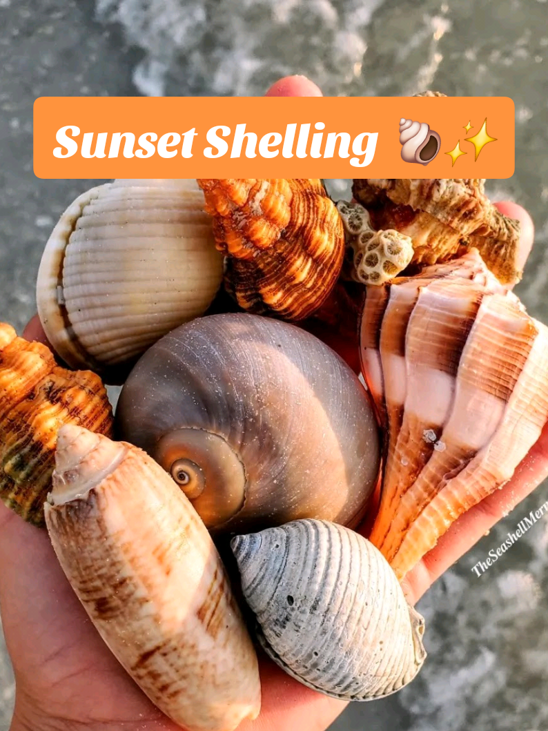 @The Seashell Mermaid ๐