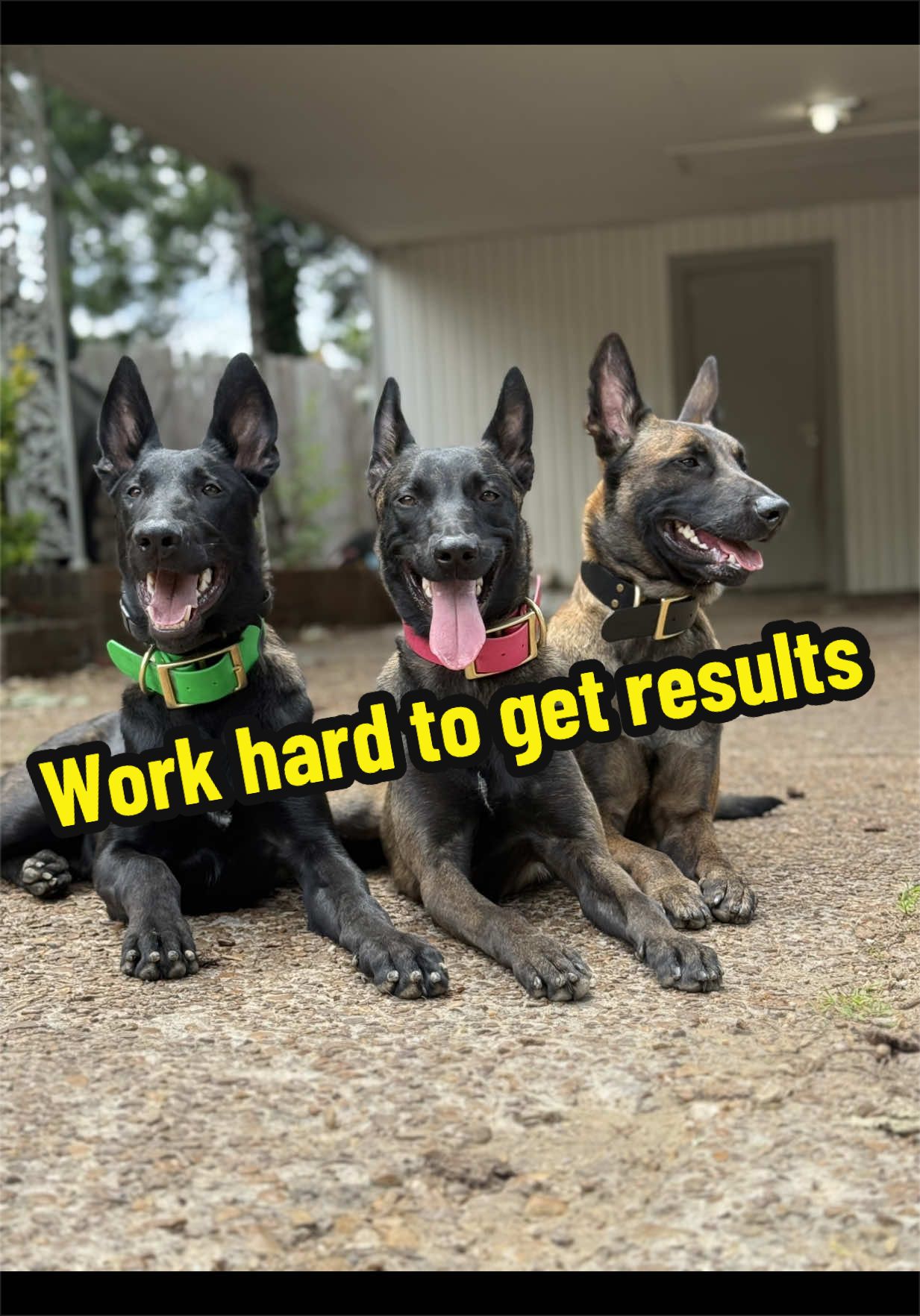 @CRZK9 Dog Training