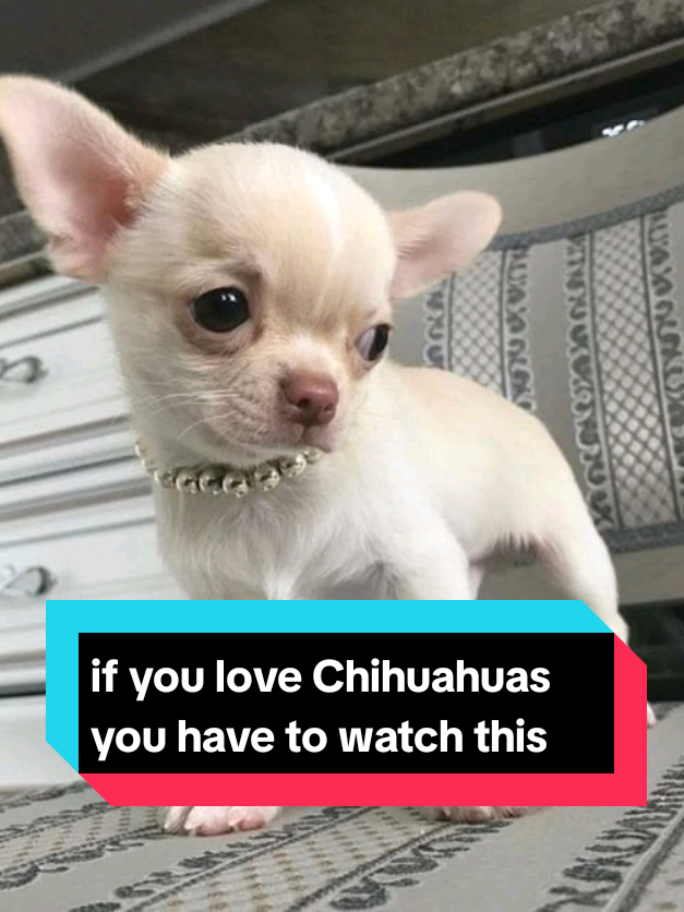 @The pet post