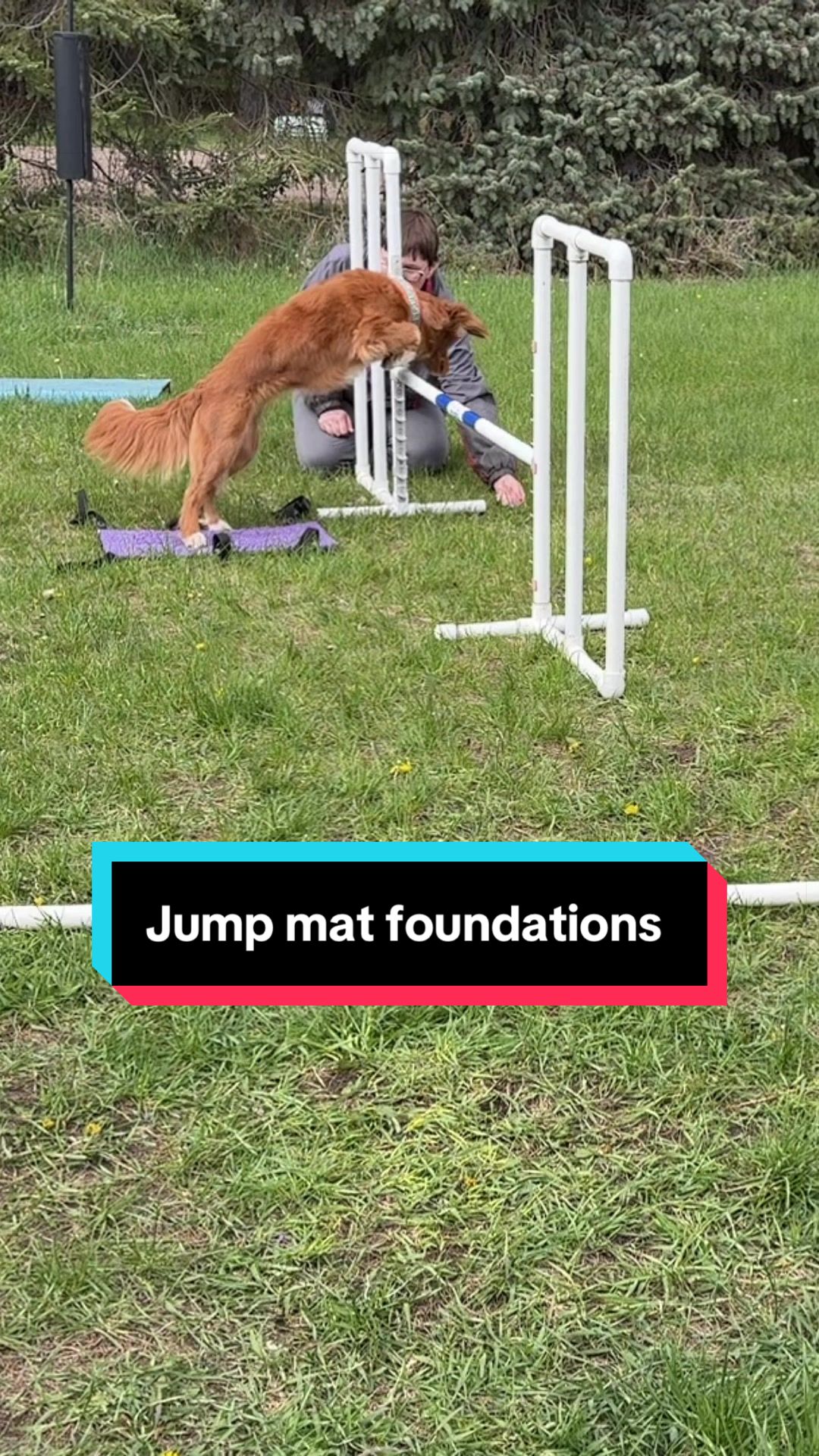 @Laura Waudby - Dog Sports