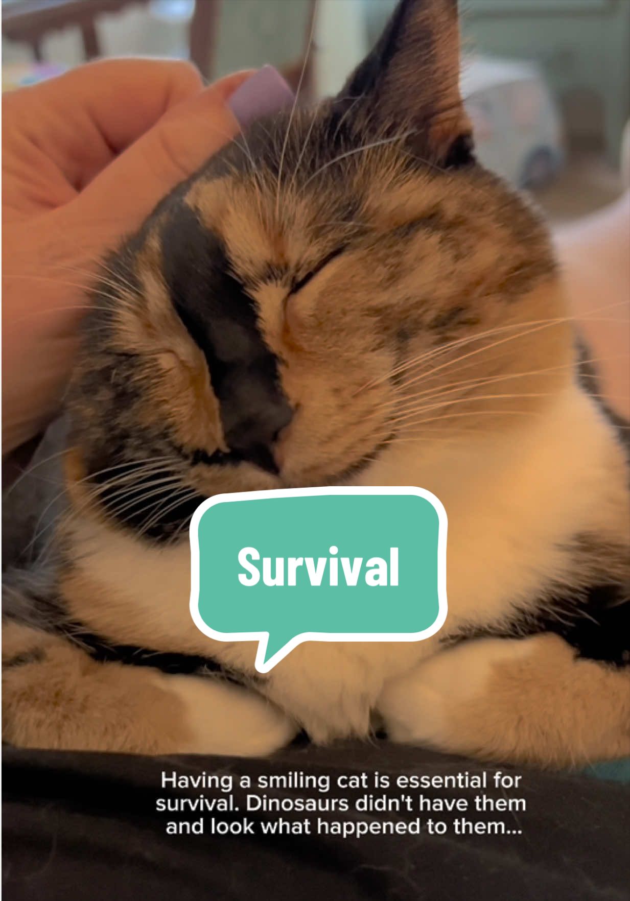 @SnickersTheSmilingCat