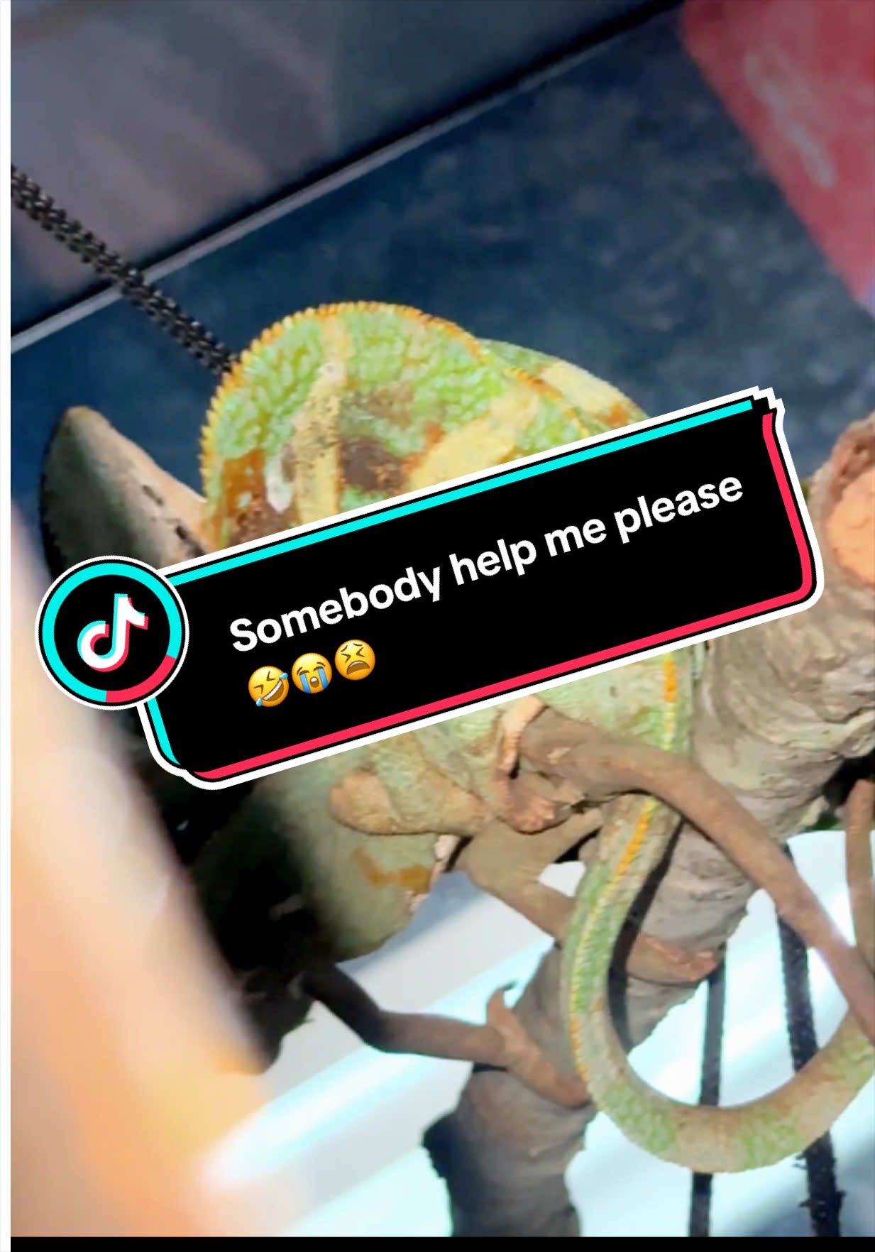 @iamreptilianmarc