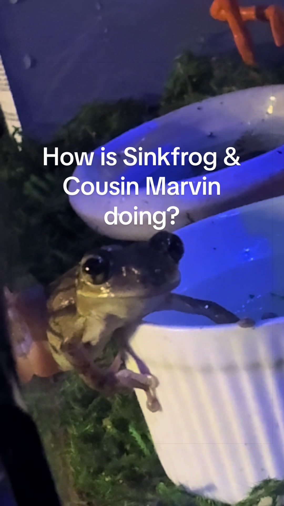 @originalSinkfrog