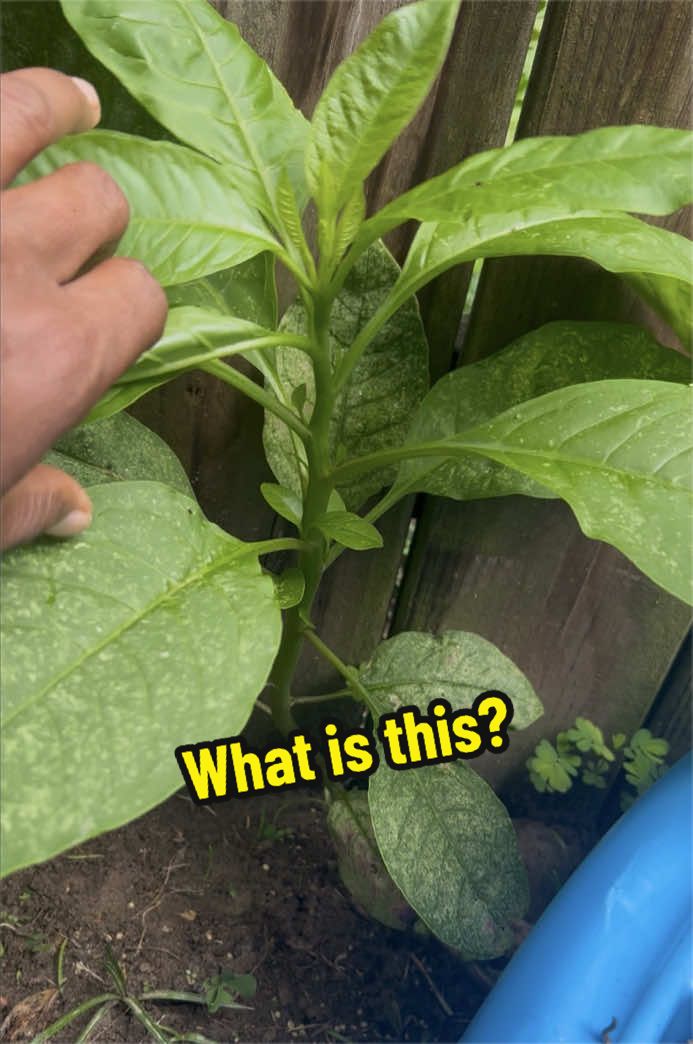@Gardening4ME
