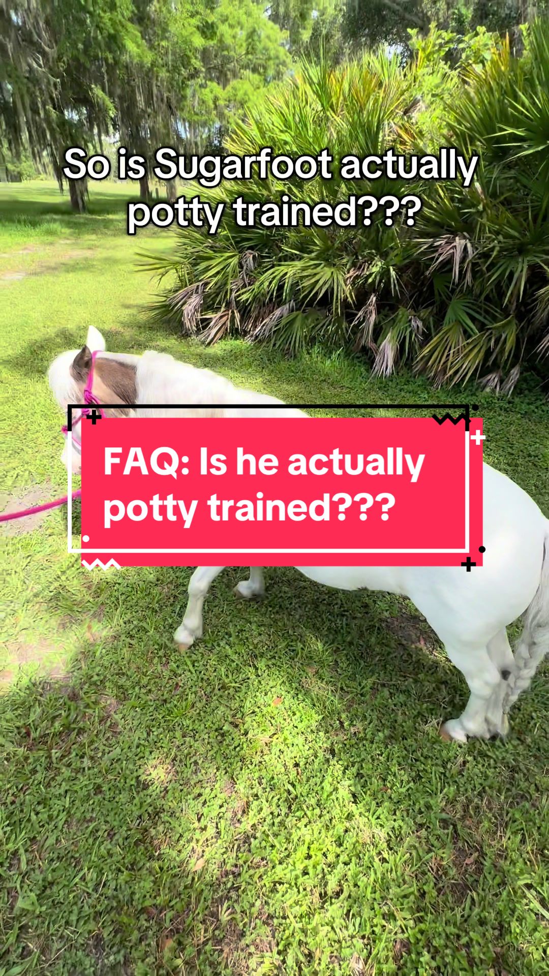 @Sugarfoot the Therapy Horse