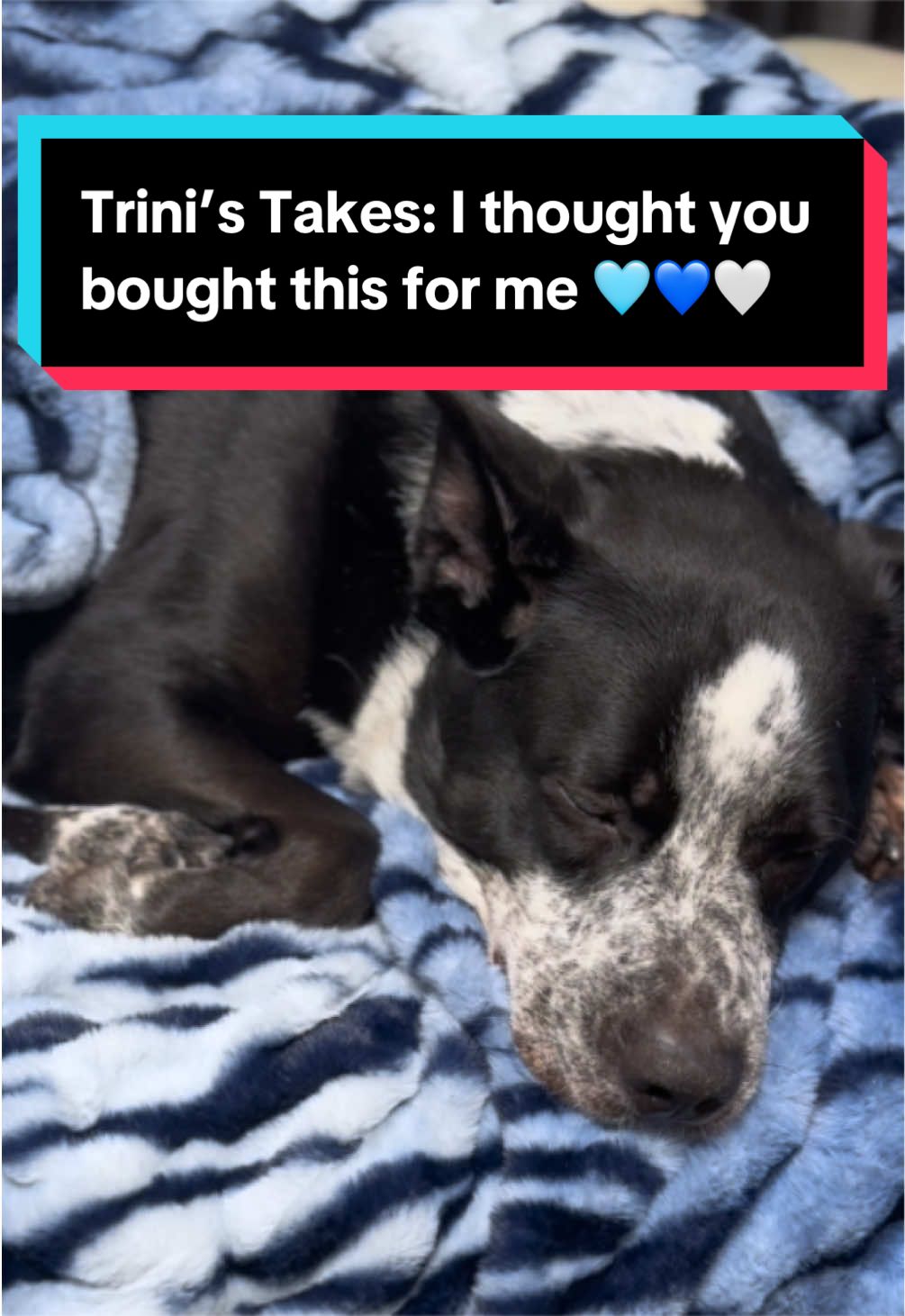 @Trinity 🐶🐾 | Dog Mom Finds
