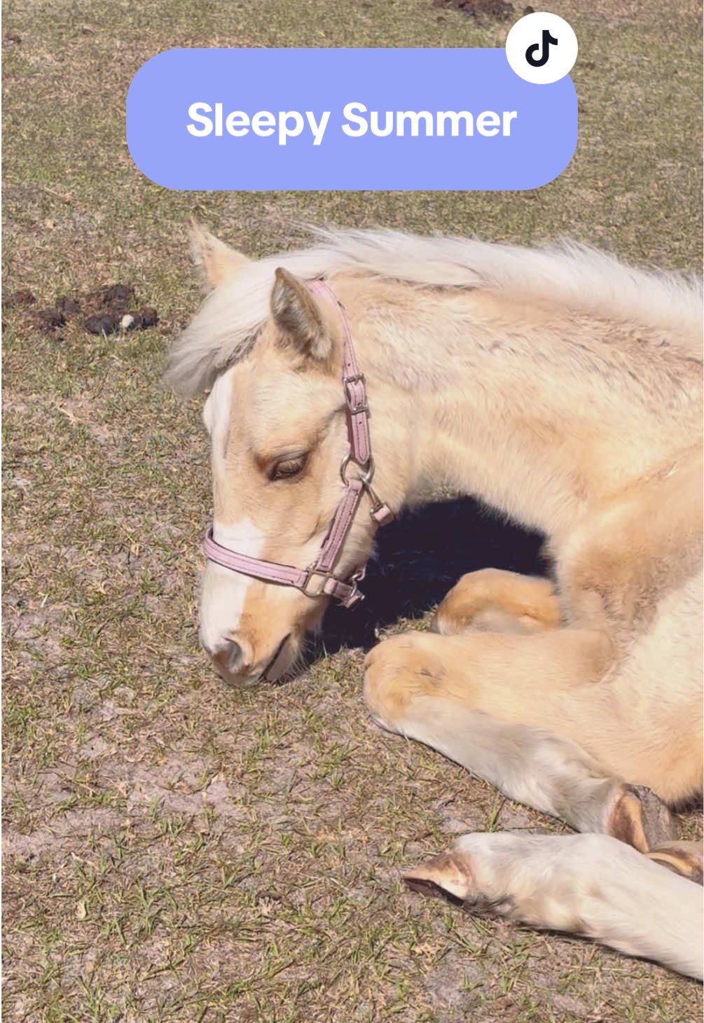@alyssa’s aura🐴