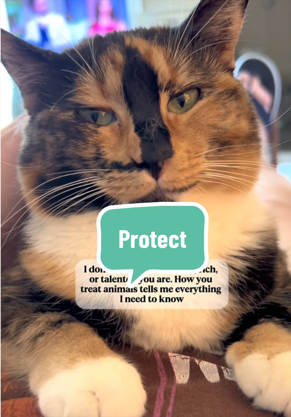 @SnickersTheSmilingCat