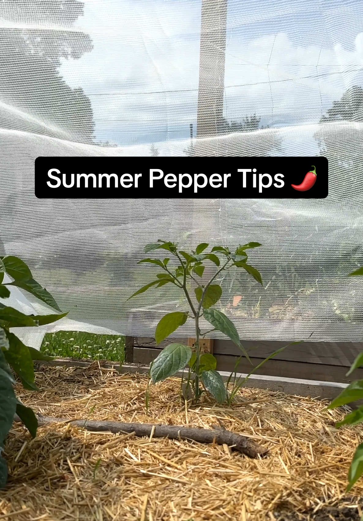 @Geeky Greenhouse / Pepper Geek
