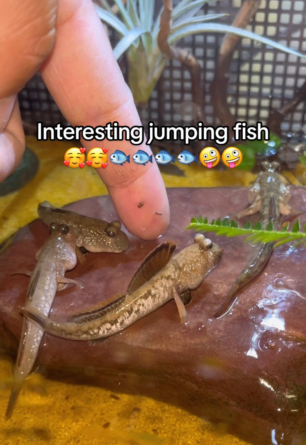 @Mr. Turtle