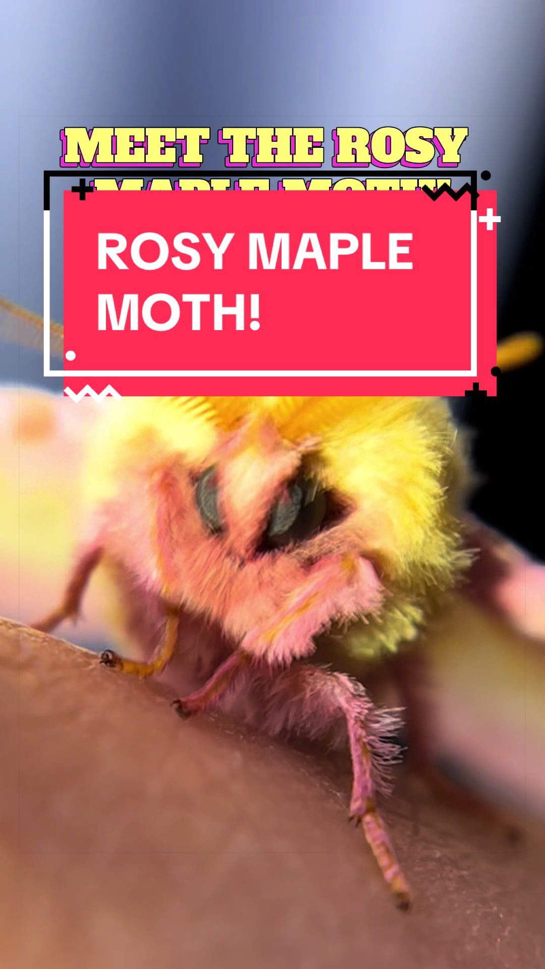 @DoctorBugz