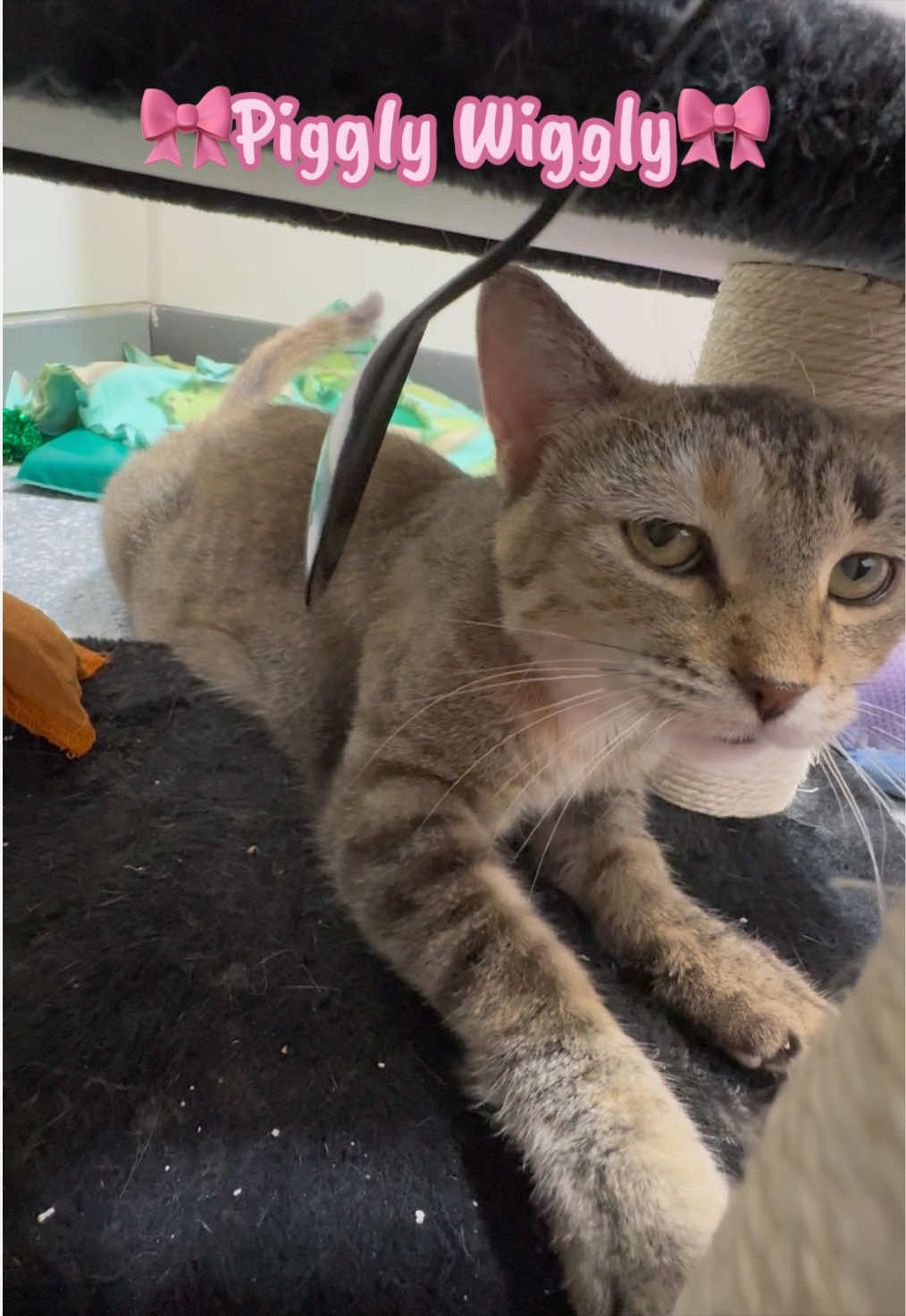 @The Fur Seasons Feline Rescue