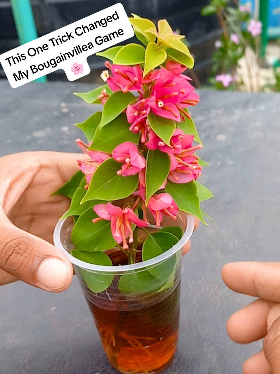 @PlantsLife