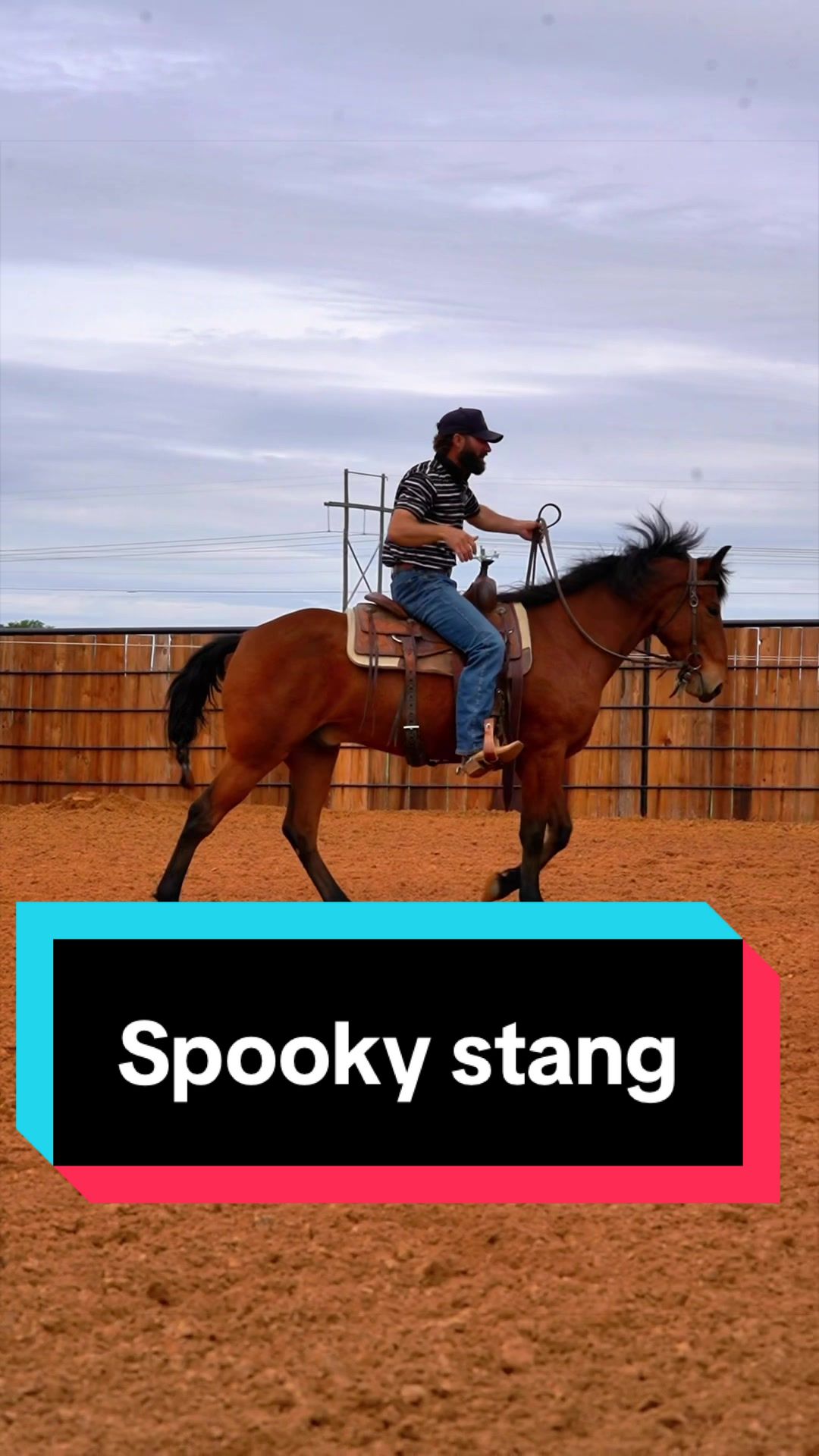 @WS Horses