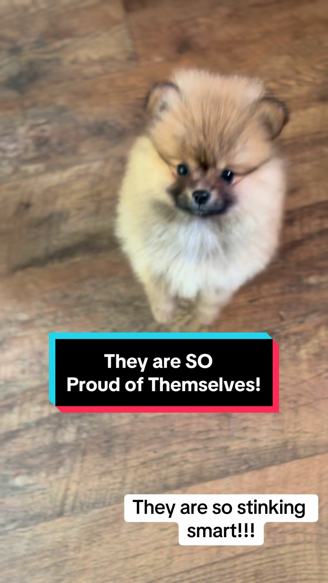 @blessedlittlepaw