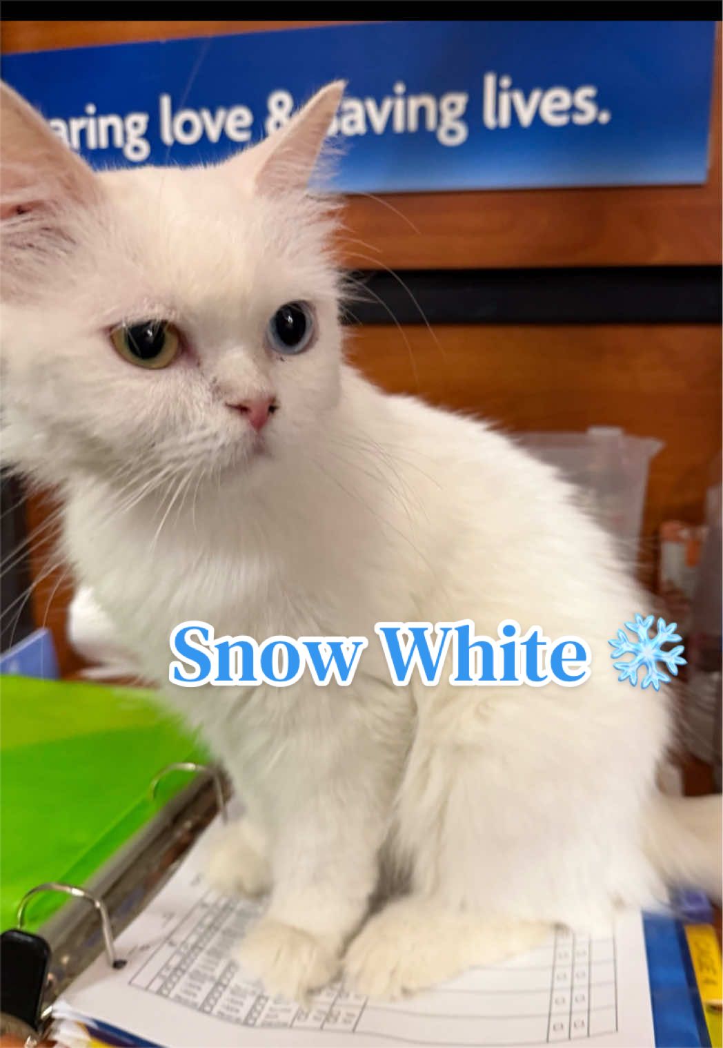@Fancy Cats Rescue Team