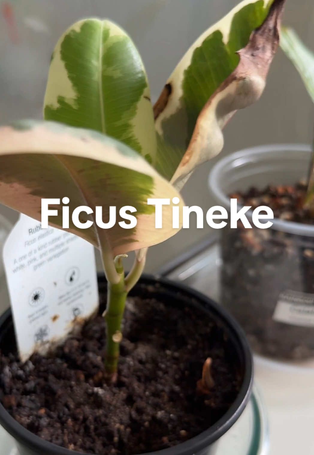 @que3nBeans_plants