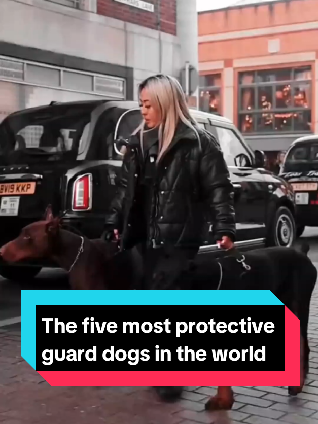 @The pet post
