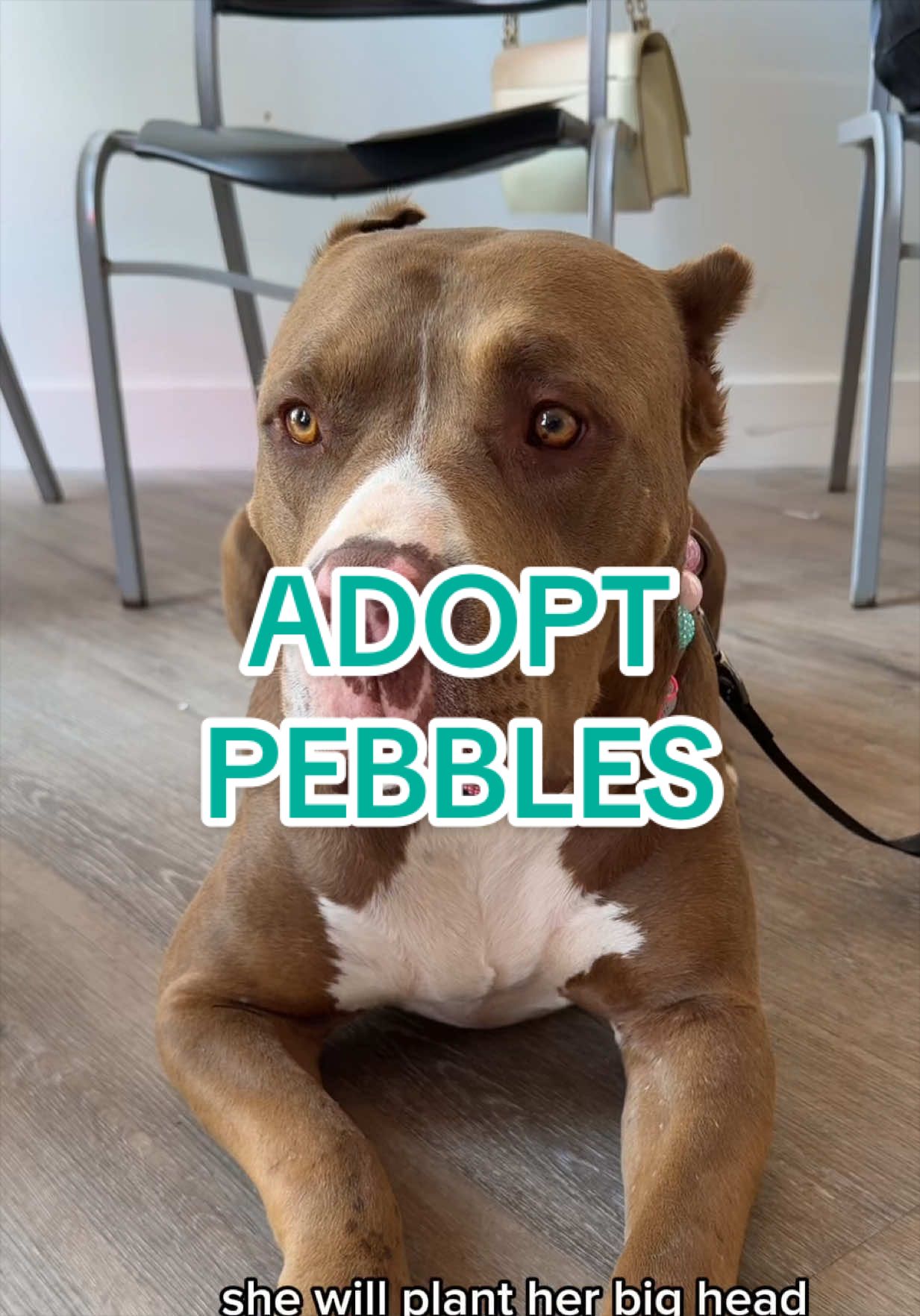@Adopt a Pet