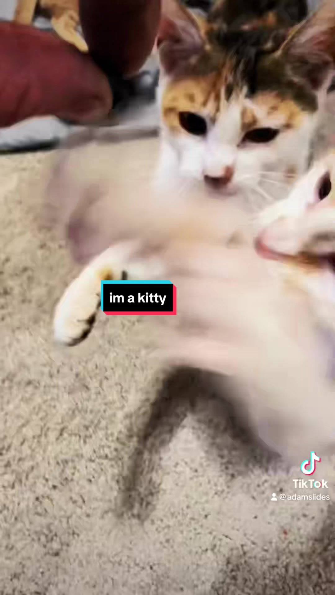 @adampuf
