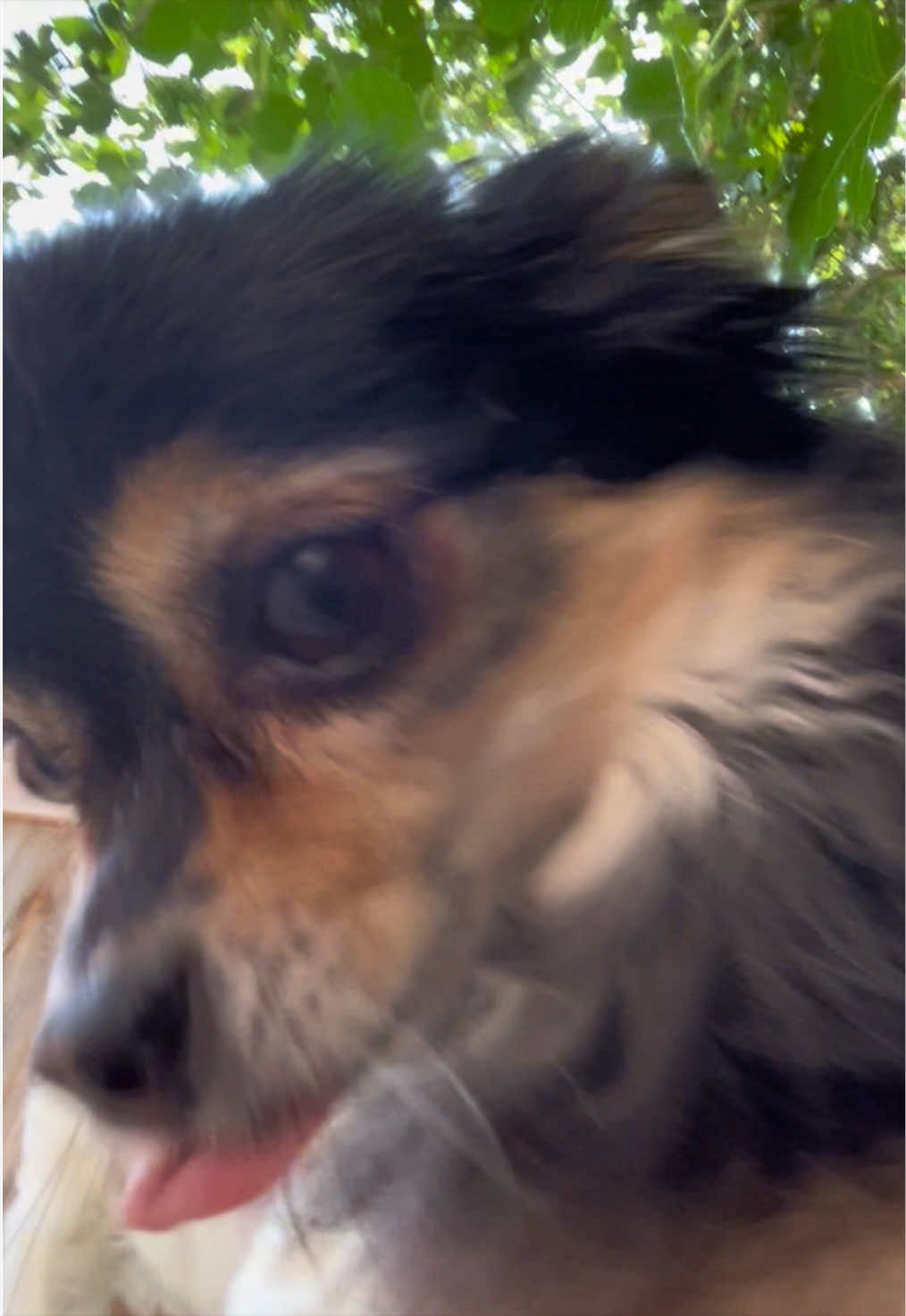 @DoggoDogz