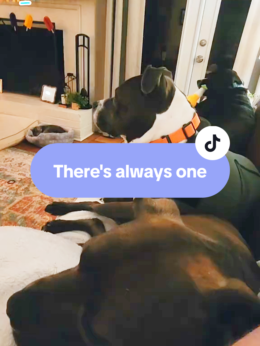 @Rex, Roux, Bailey and Mom