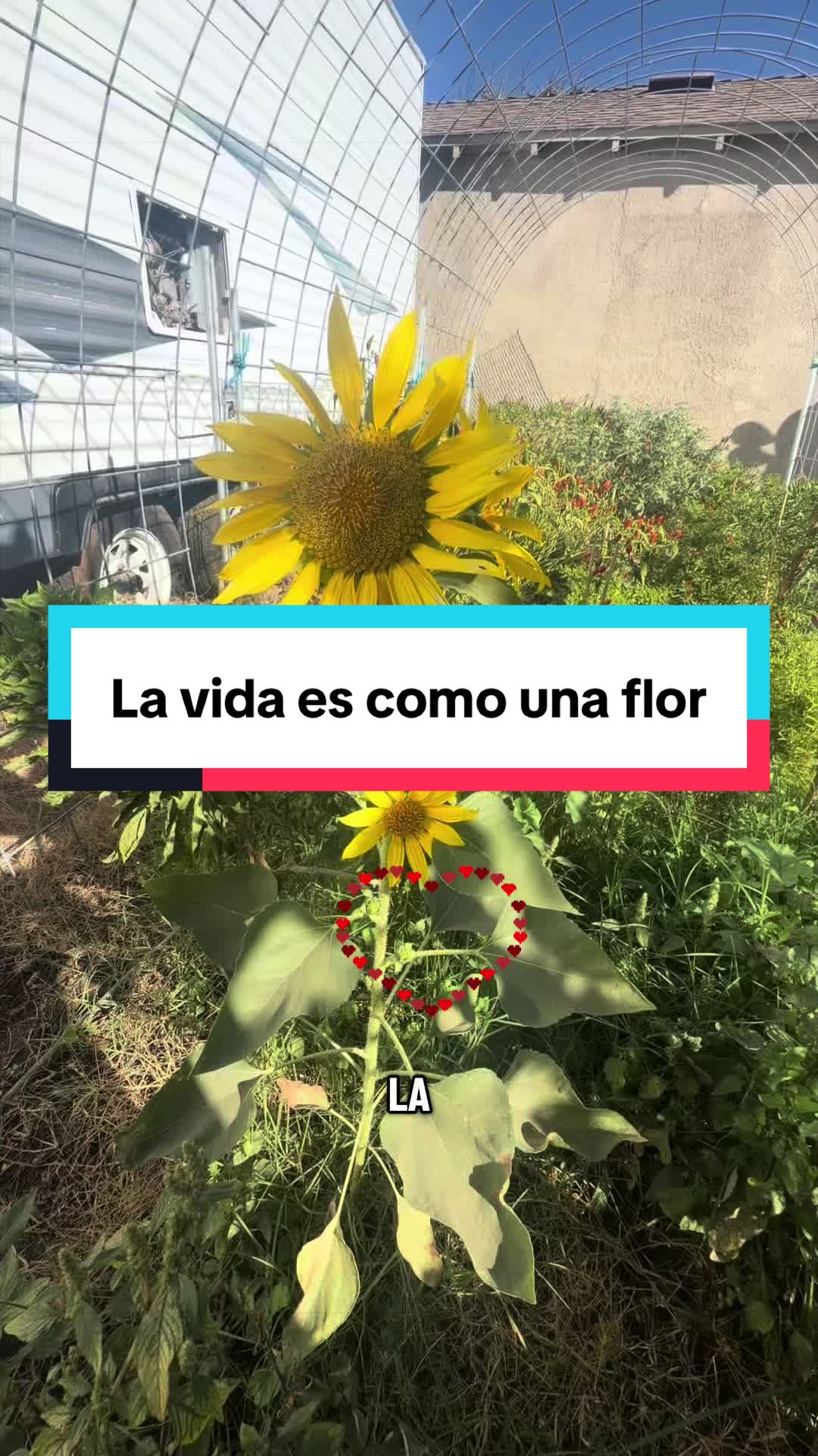 @rosyruizhernandez