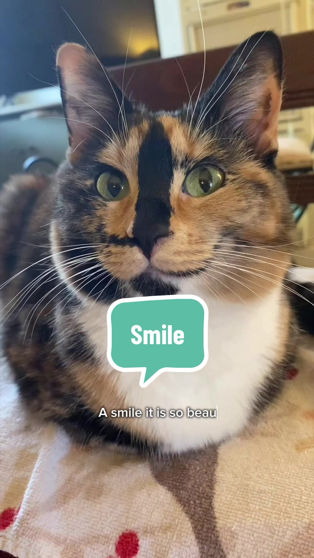 @SnickersTheSmilingCat