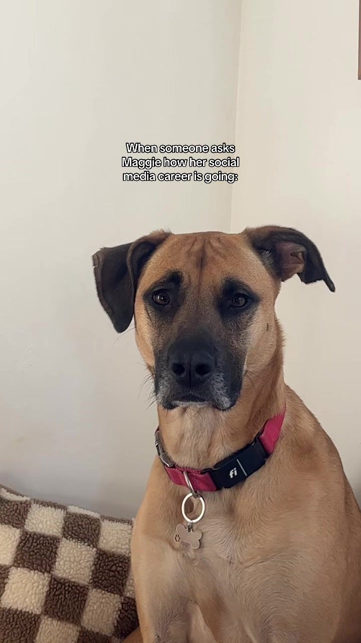 @Maggiemaytheshepherd