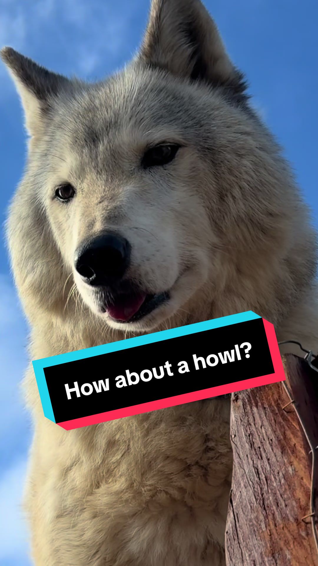 @ApexWolves