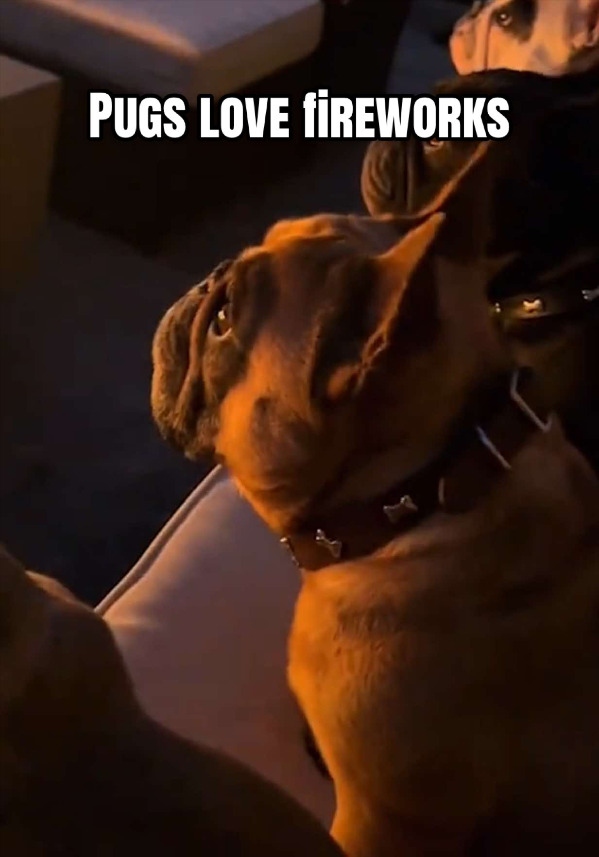 @The Pet Collective