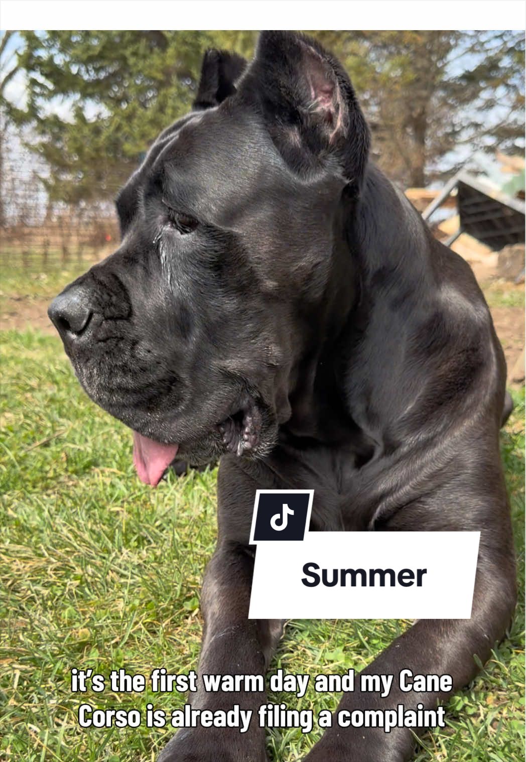 @Boo the Cane Corso