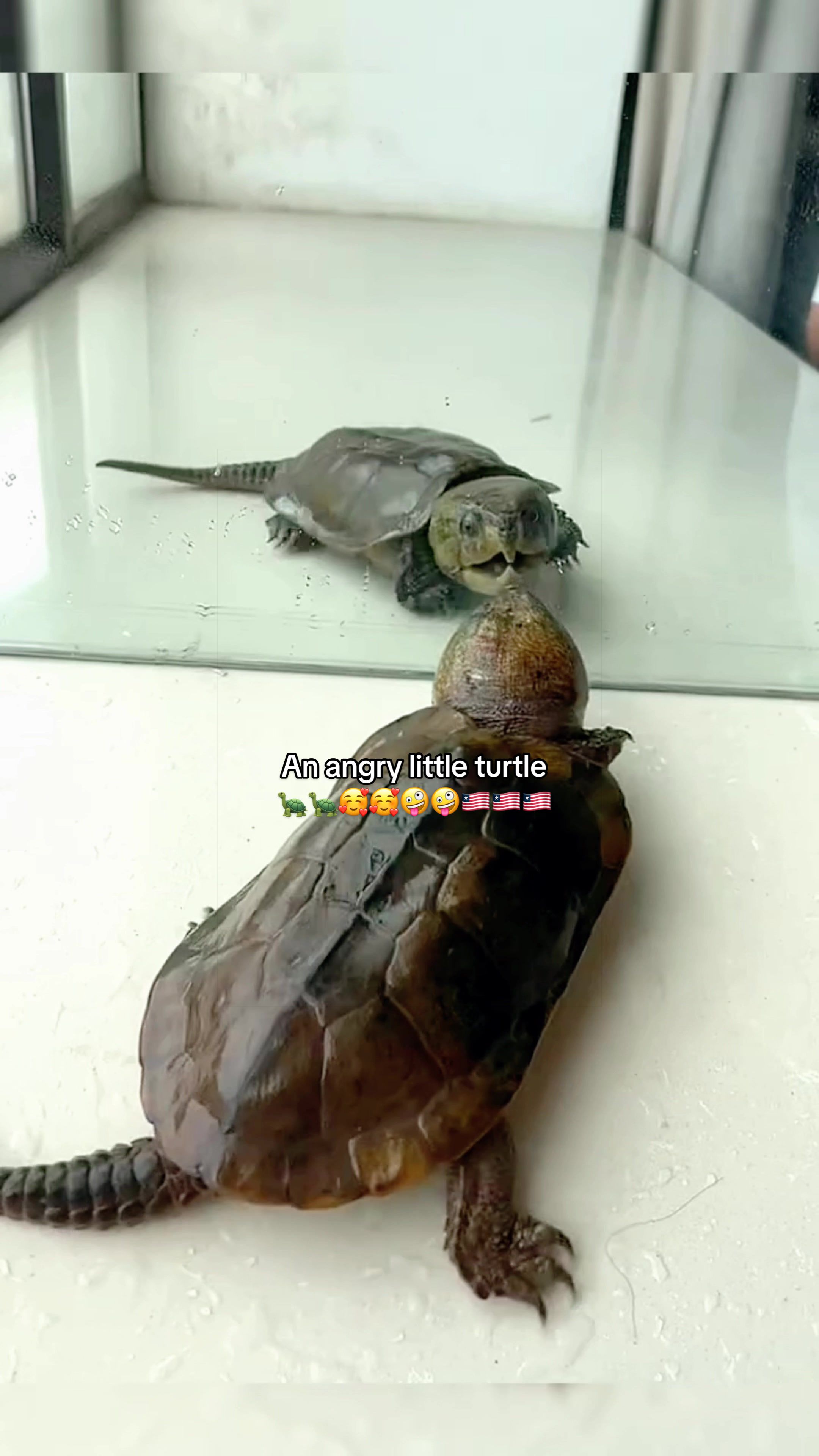 @Mr. Turtle