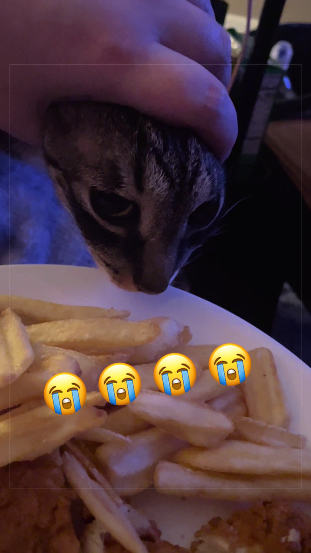 @𖦹𖥦𖦹CatsnGats𖦹𖥦𖦹