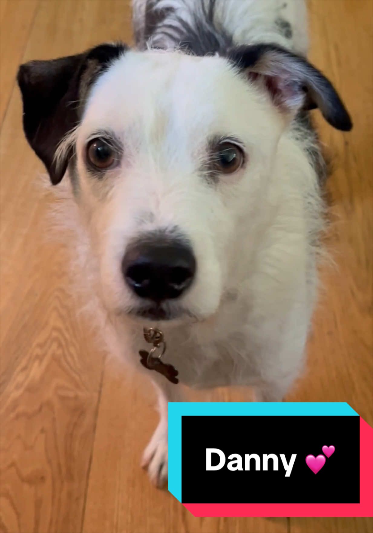 @Joyful Pets
