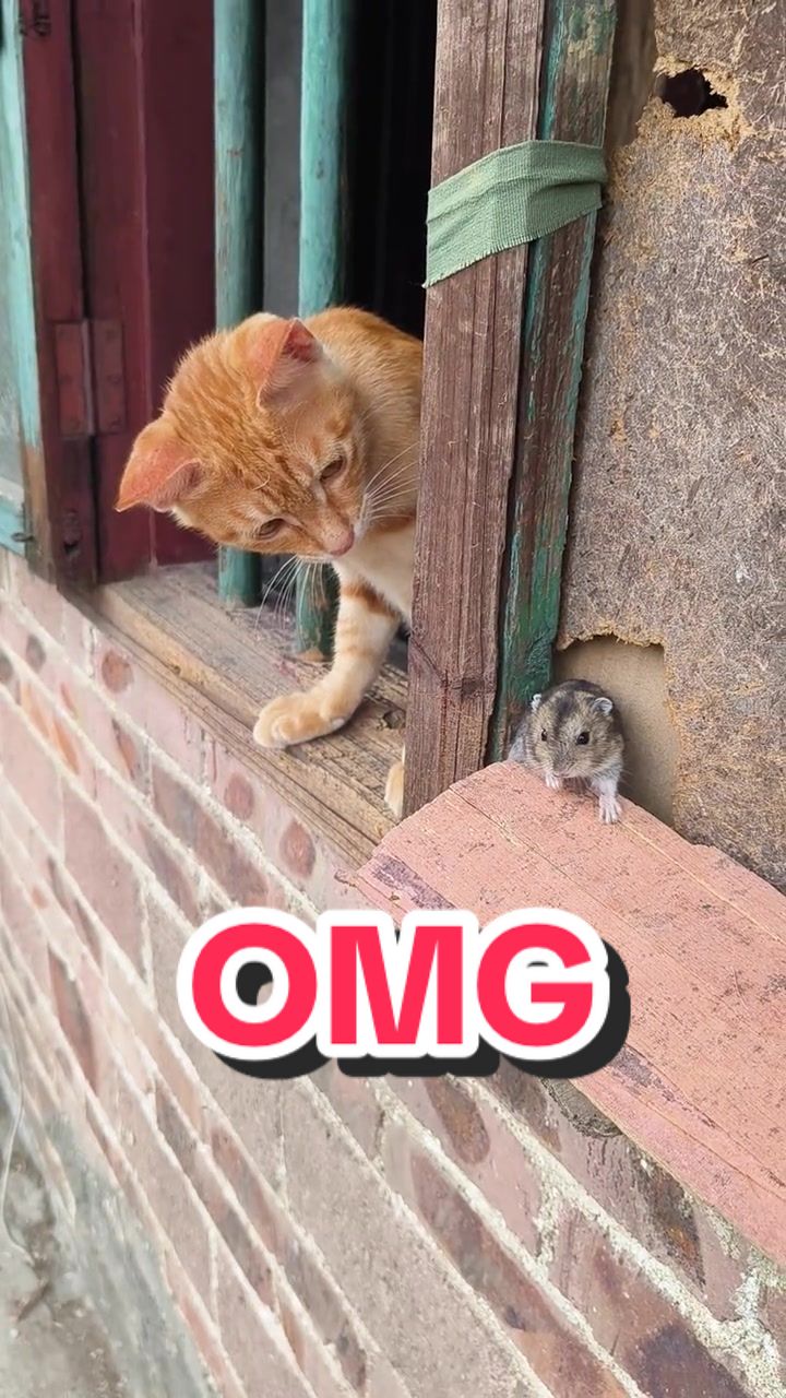 @FurFunDaily