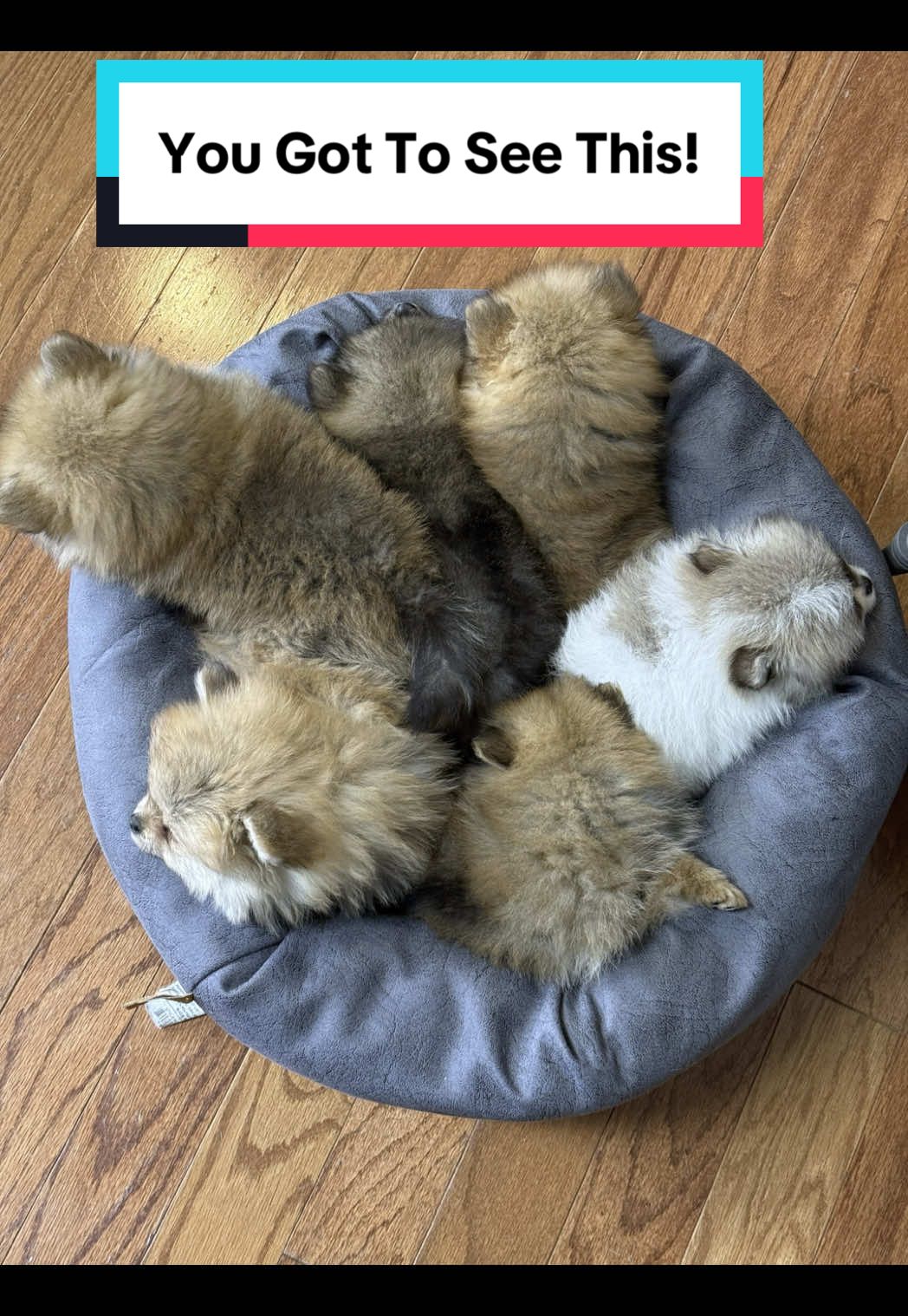 @blessedlittlepaw