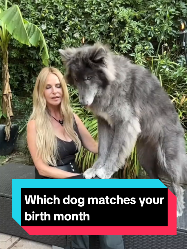 @The pet post