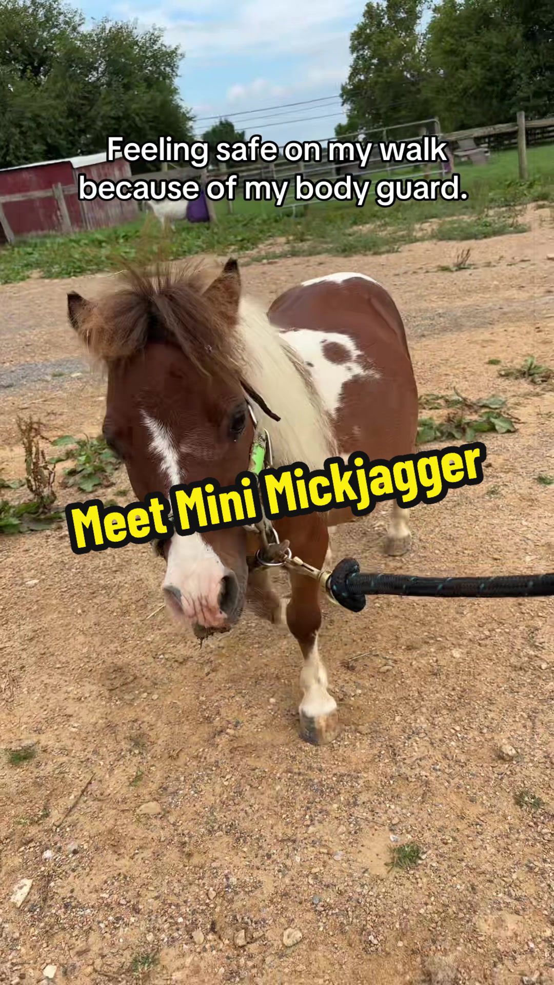 @Days End Farm Horse Rescue