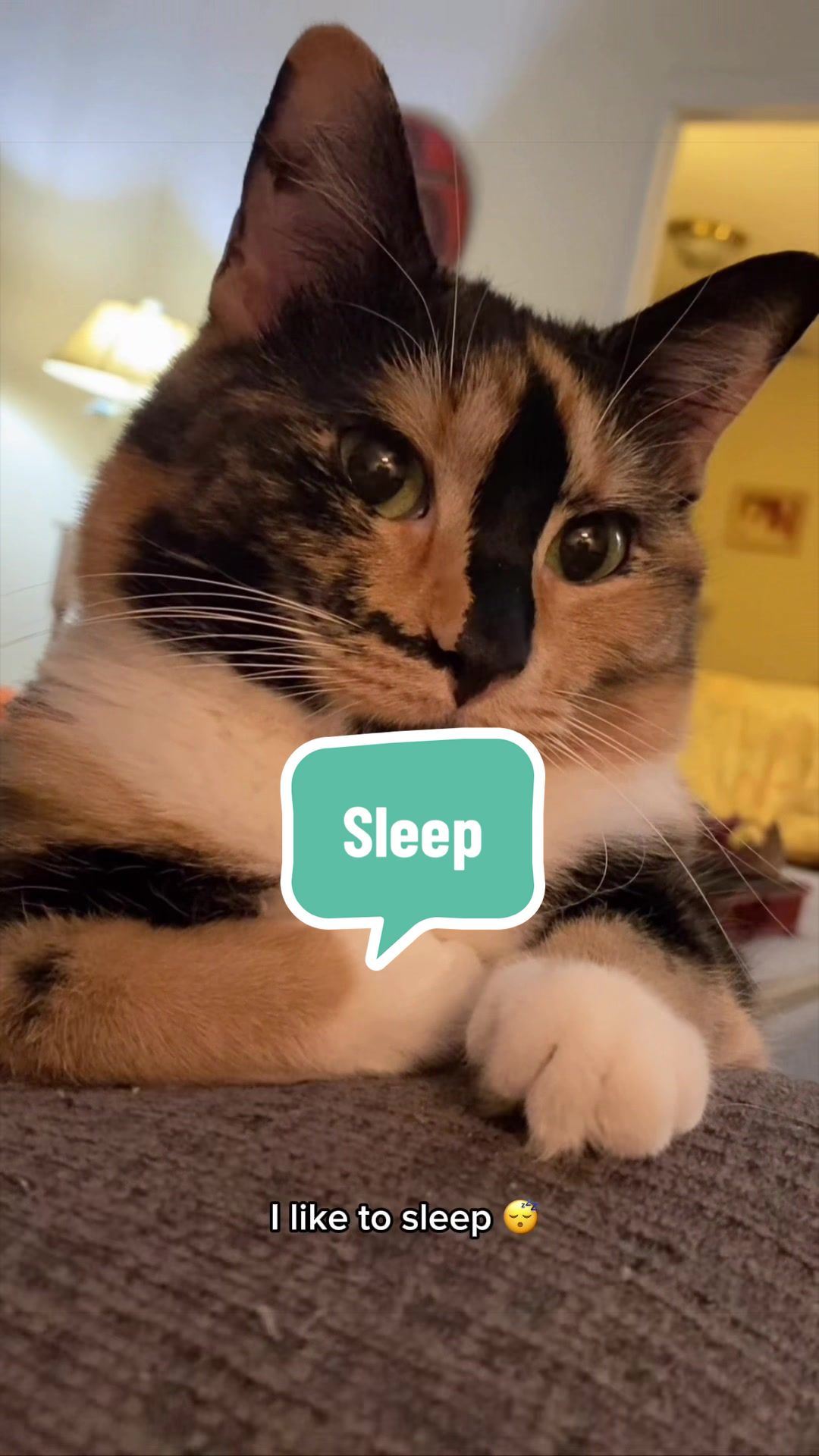 @SnickersTheSmilingCat