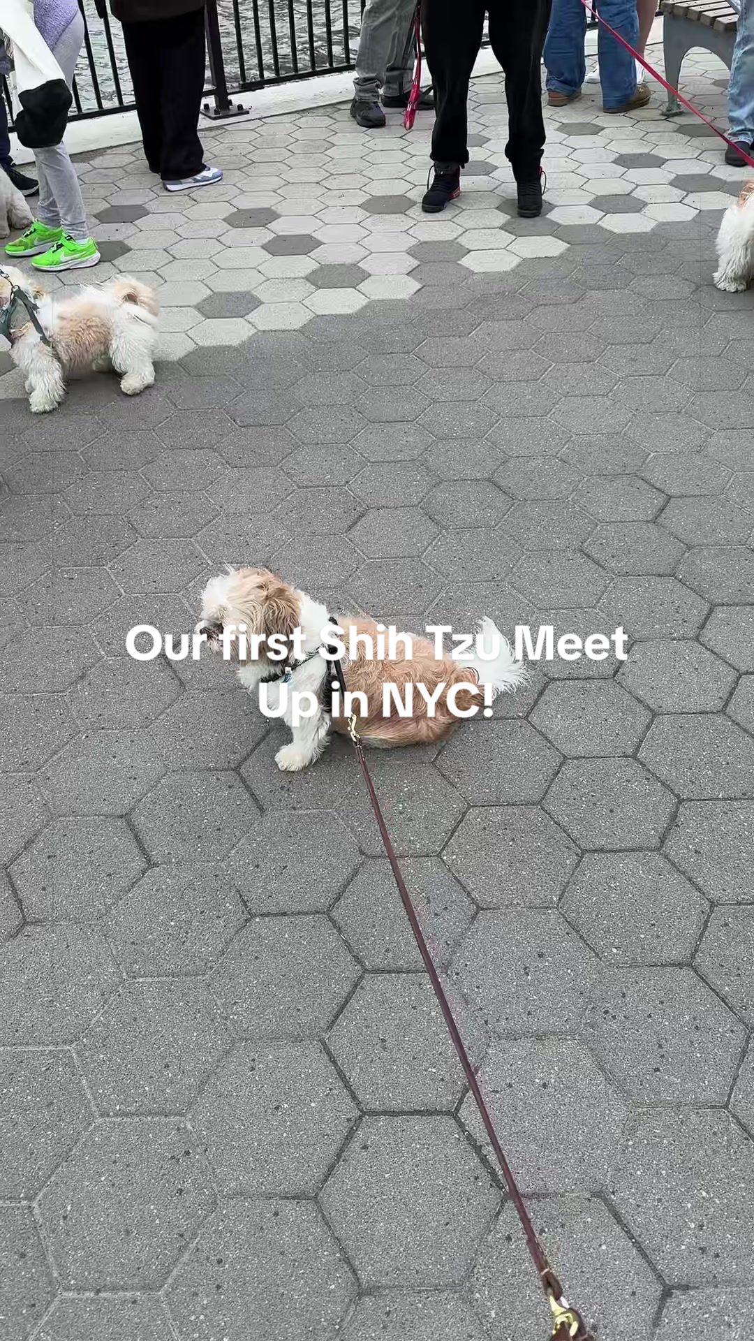 @luluandlola