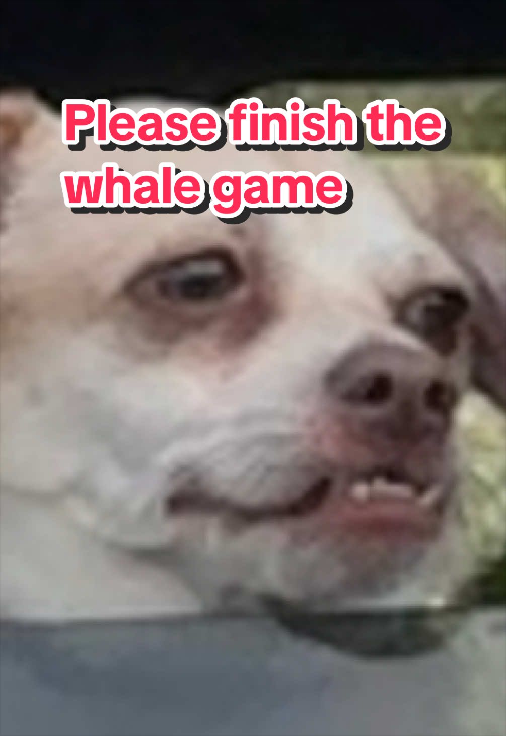 @WhalePack.game