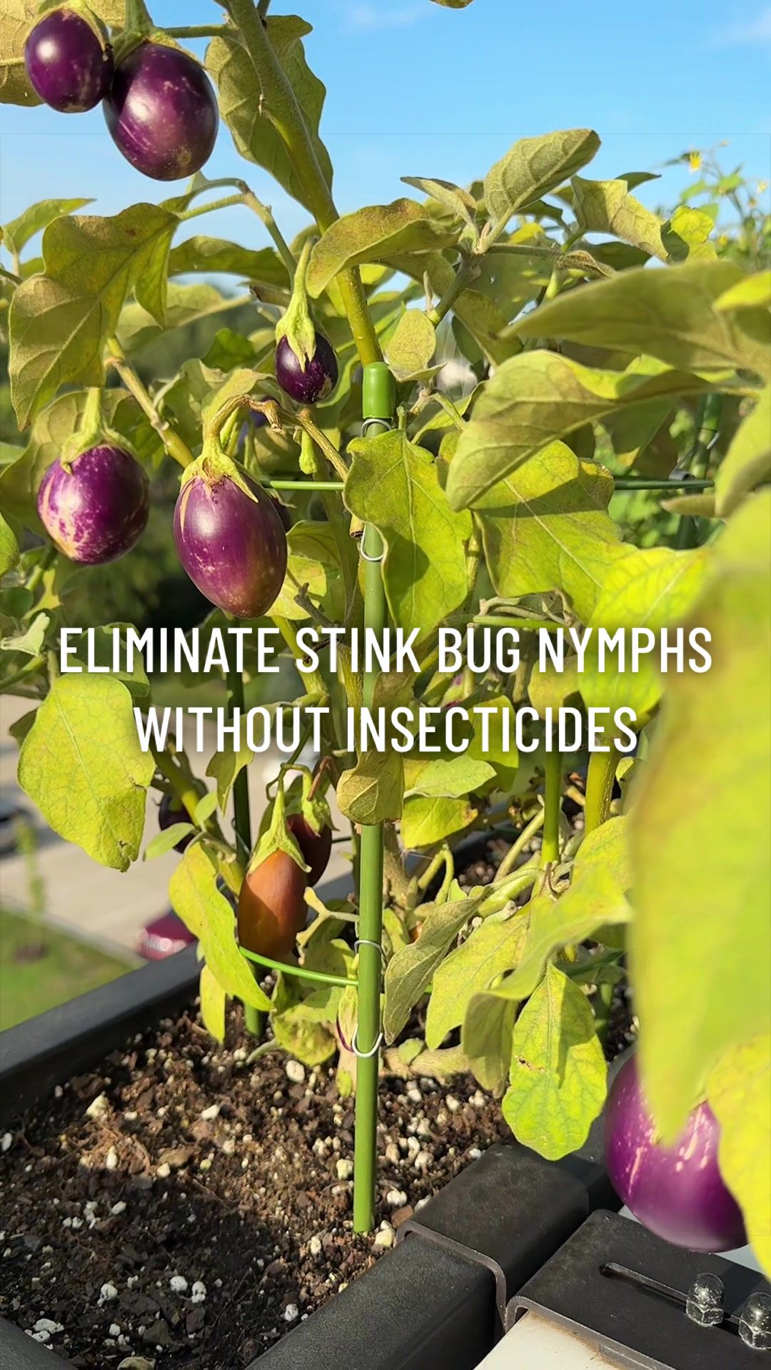 @gardeningindoors