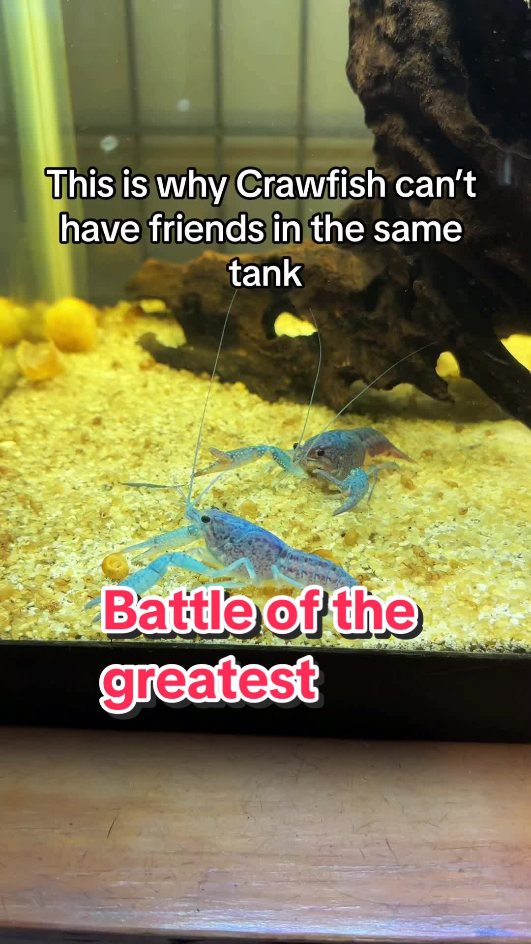 @Larrythebluecrawfish